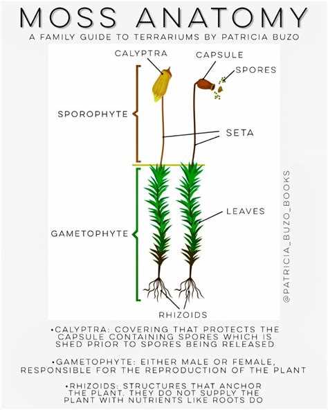 The Importance Of Moss Diagrams In Class 9