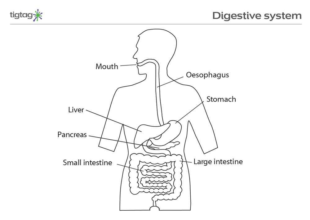 Understanding The Digestive System A Simple Labeled Diagram